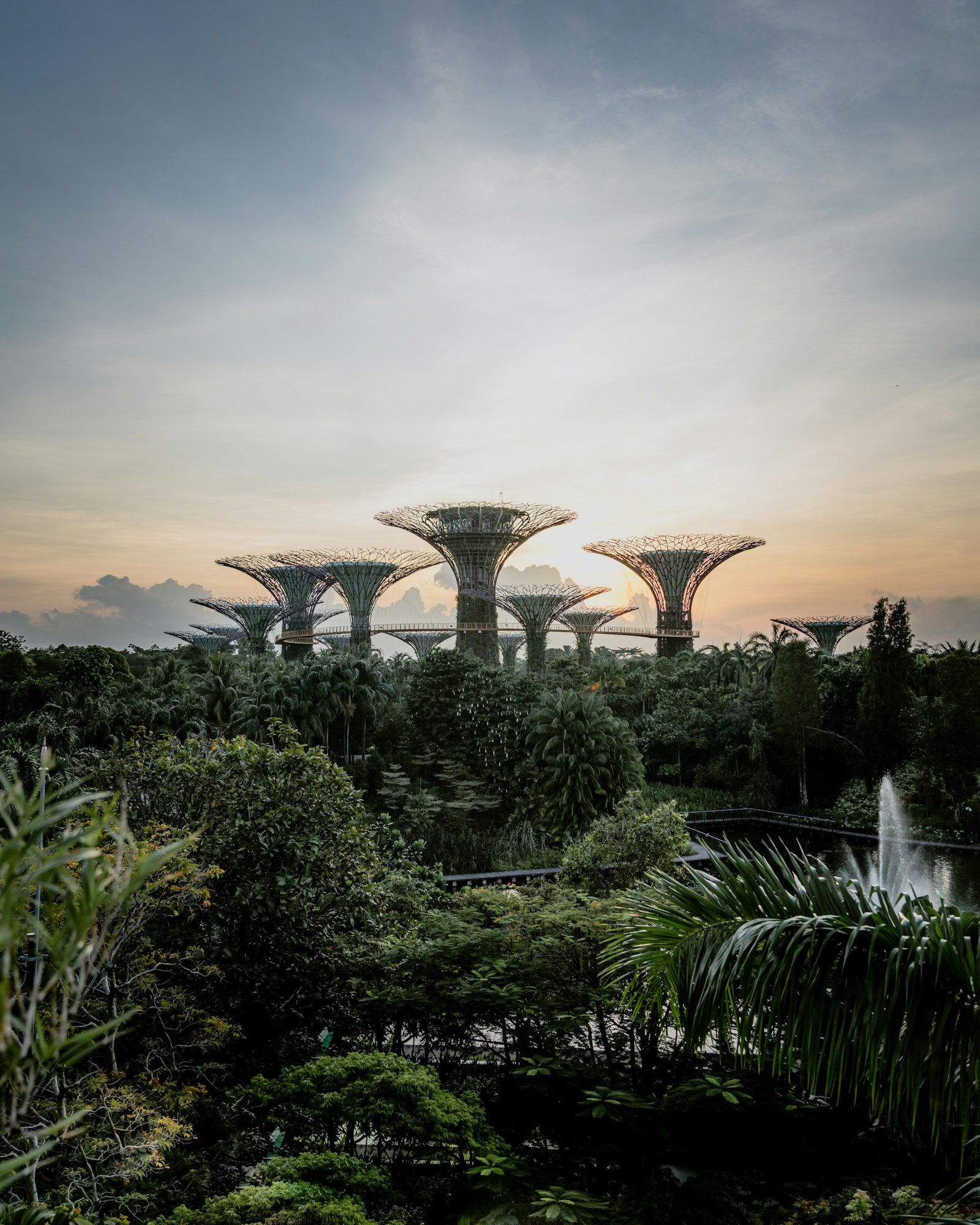 Supertree Grove rising above the gardens in Singapore.